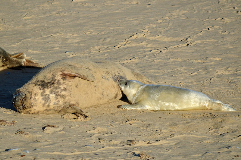Atlantic Grey Seal - Atlantic Grey Seals