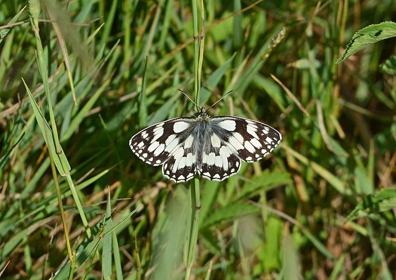 Marbled White - Butterflies