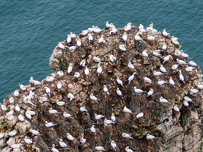 Gannets - Latest photos