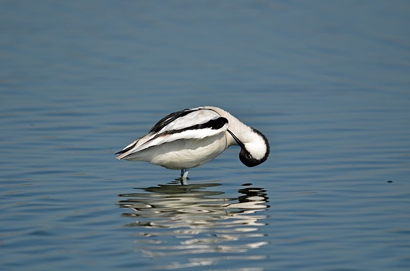 Avocet - Avocets and stilts