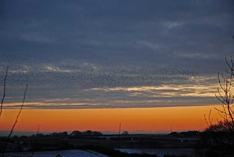 Starling roost - Starlings