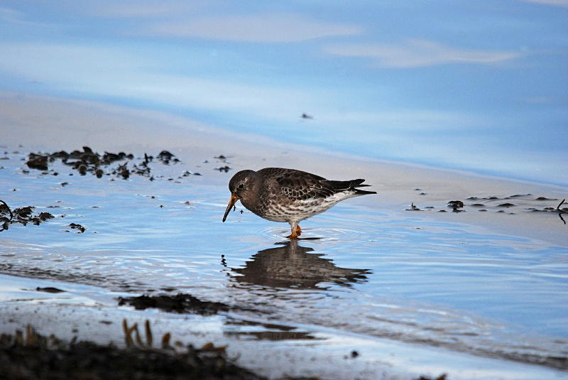 Purple Sandpiper - Norway