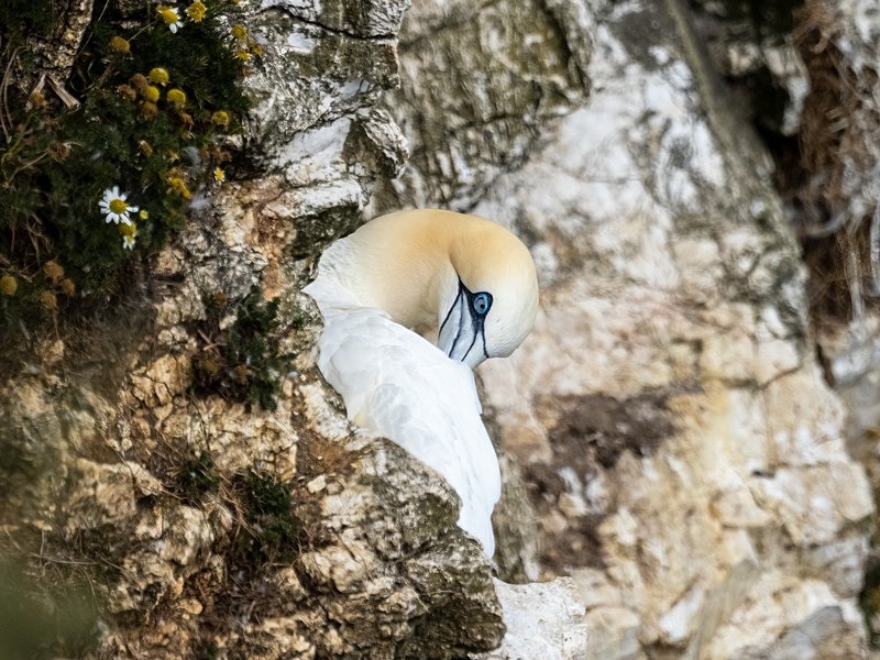 Gannet - Gannets
