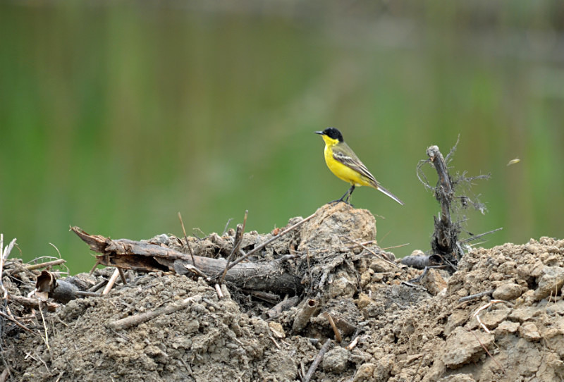Black-headed Wagtail - East Macedonia and Thrace