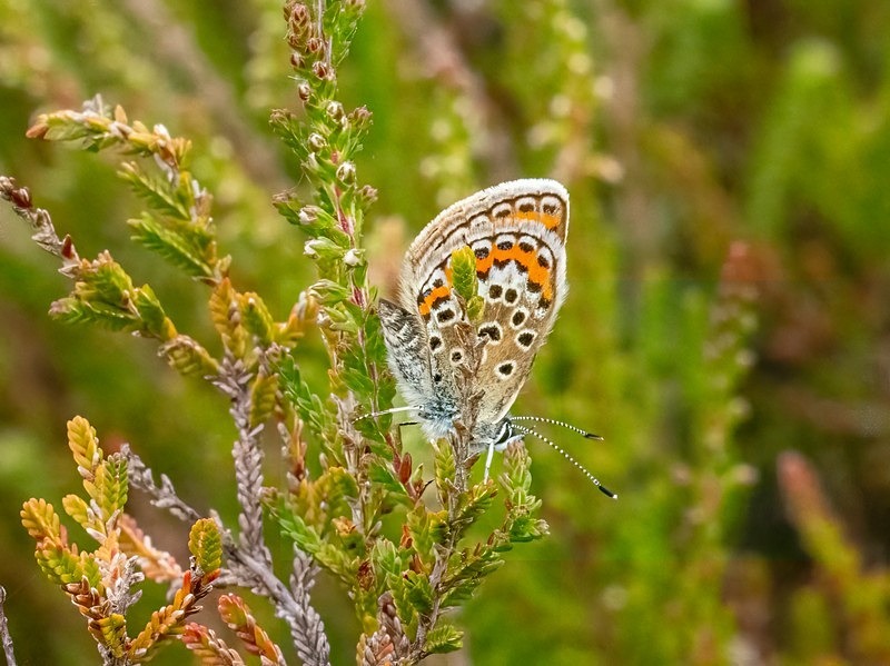 Silver-studded Blue - Butterflies