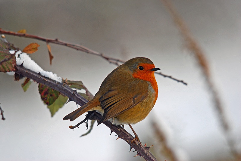 Robin - Robins