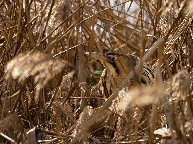 Bittern - Herons and egrets