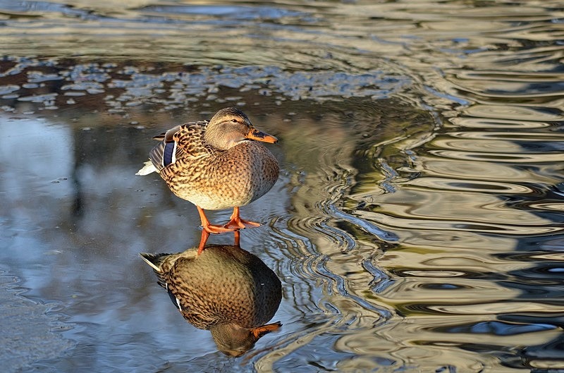 Mallard - Dabbling ducks