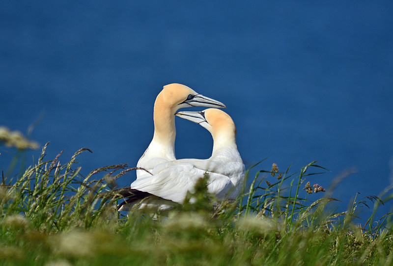 Gannets - Gannets