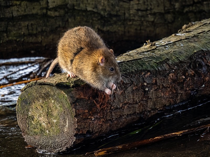 Brown Rat - Other mammals