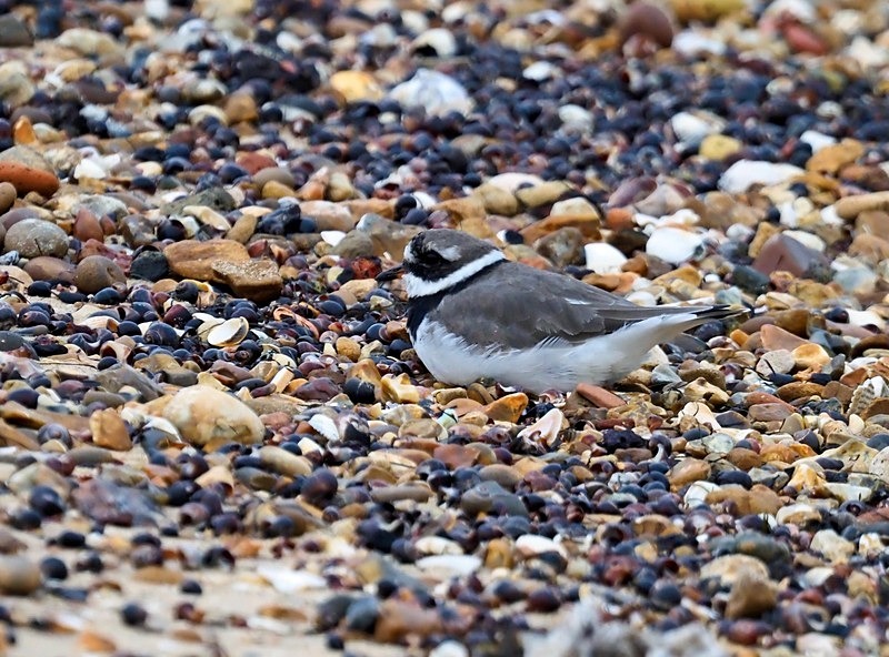 Ringed Plover - Plovers