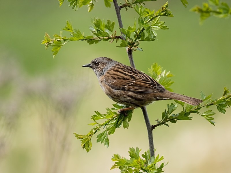 Dunnock - Dunnocks