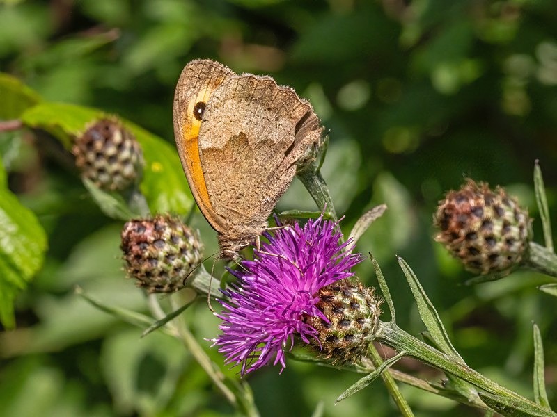 Meadow Brown - Butterflies