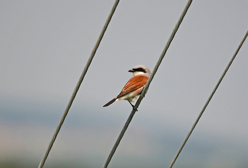 Red-backed Shrike - East Macedonia and Thrace