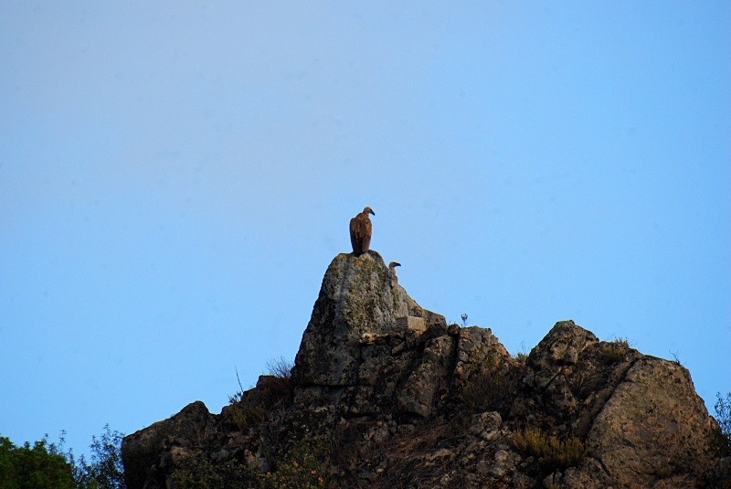 Griffon Vultures - South and north west Spain - September 2010