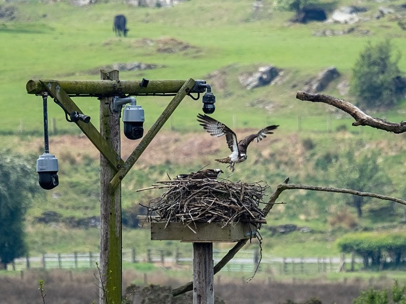 Ospreys - Birds of prey