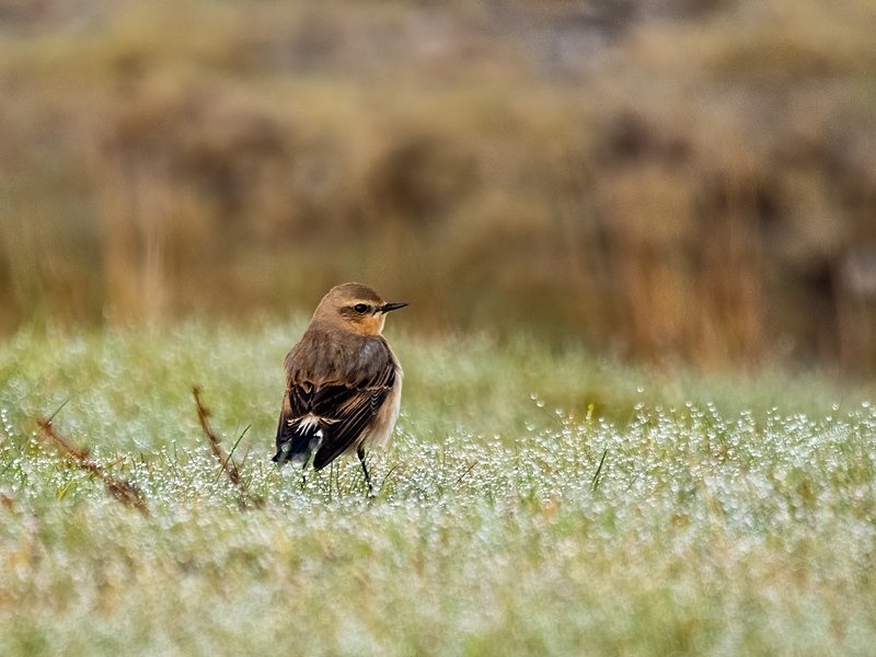 Northern Wheatear - Chats