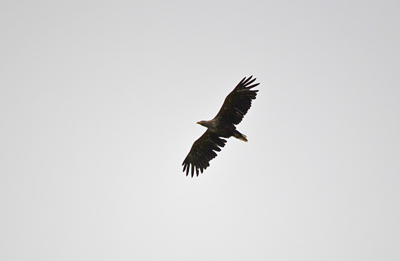 White-tailed Eagle - Birds of prey