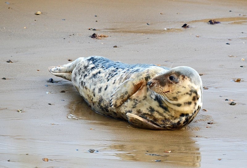 Atlantic Grey Seal - Atlantic Grey Seals