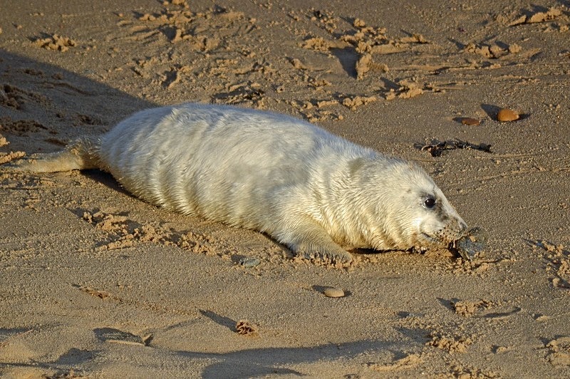 Atlantic Grey Seal - Atlantic Grey Seals