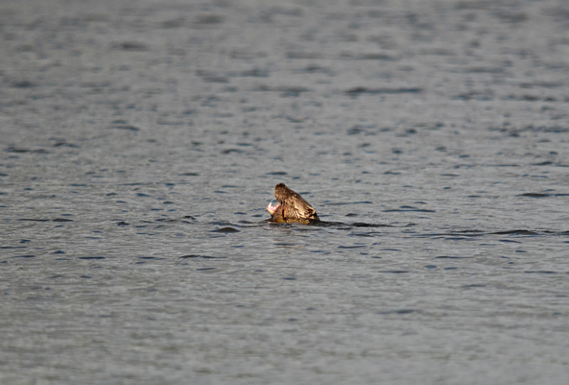Otter - Otters