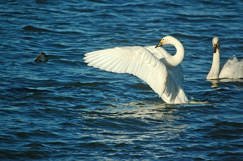 Whooper Swan - Whooper and Bewick's Swans