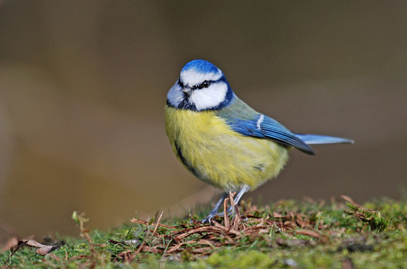Blue Tit - Tits