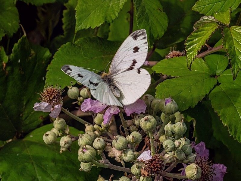Small White - Butterflies