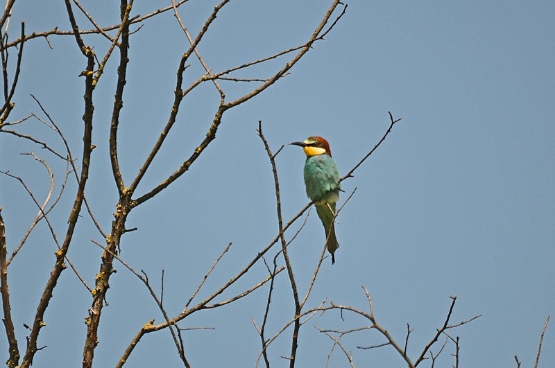European Bee-eater - Bulgaria