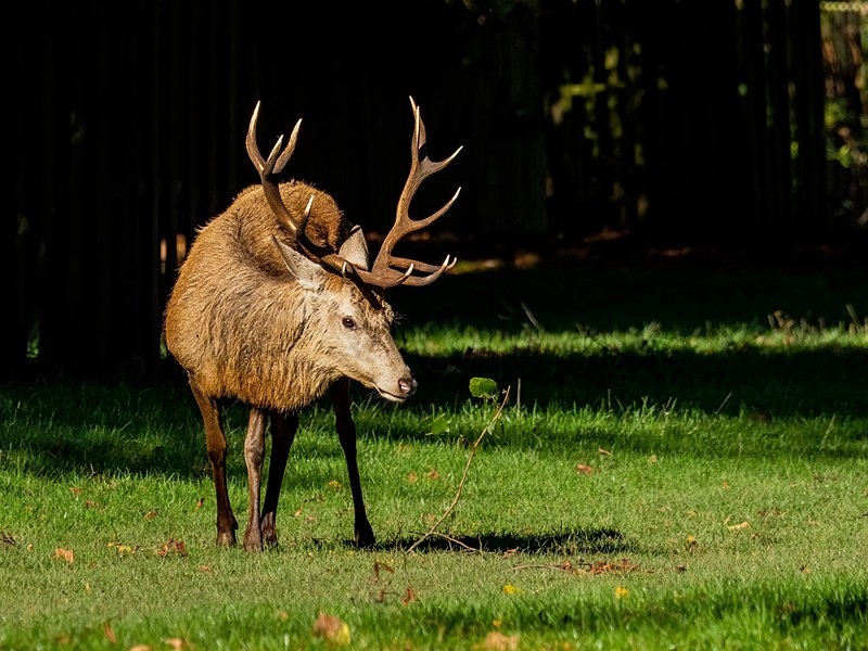 Red Deer - Red Deer