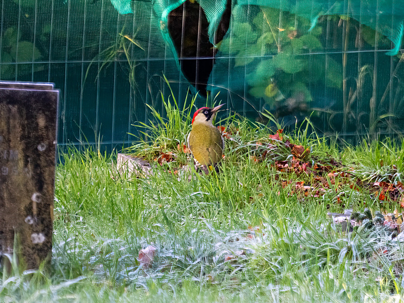 Green Woodpecker - Latest photos