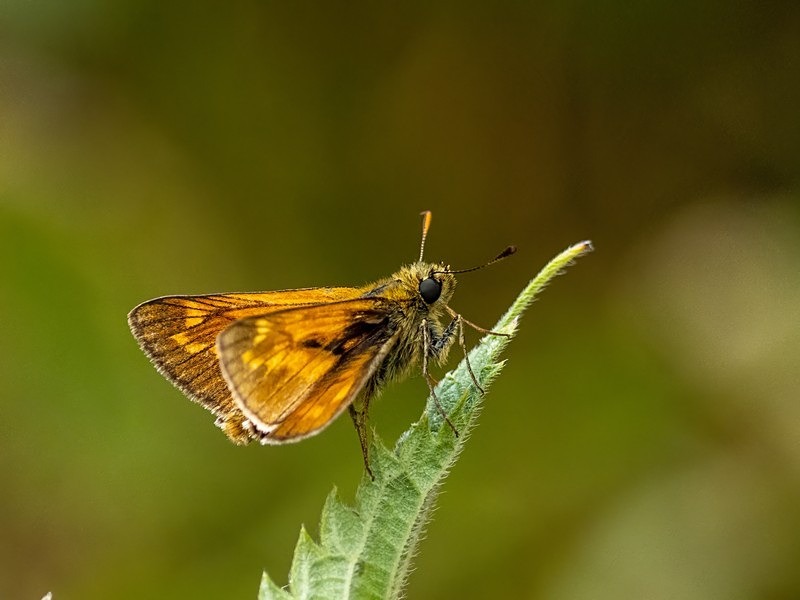 Large Skipper - Butterflies
