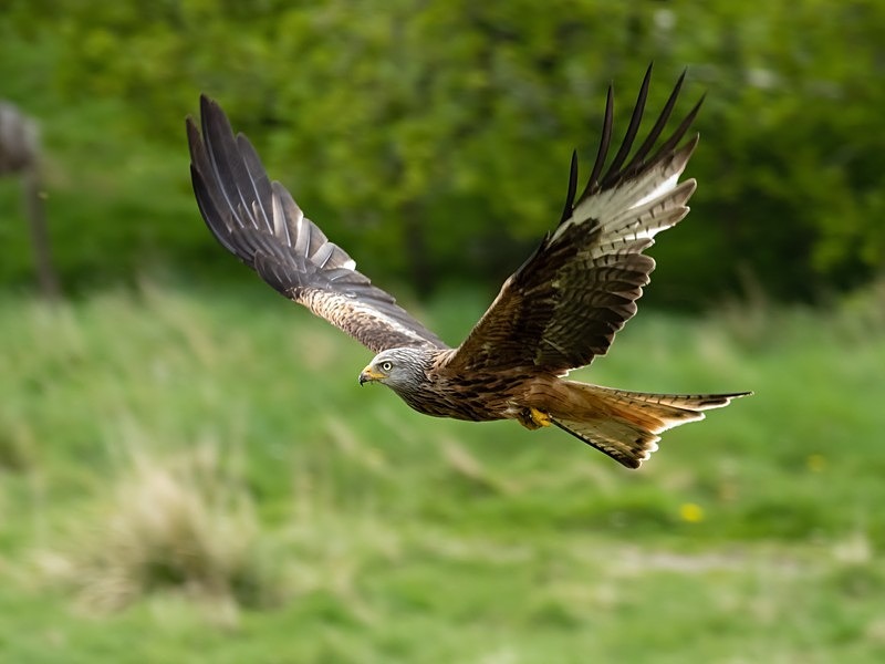 Red Kite - Birds of prey