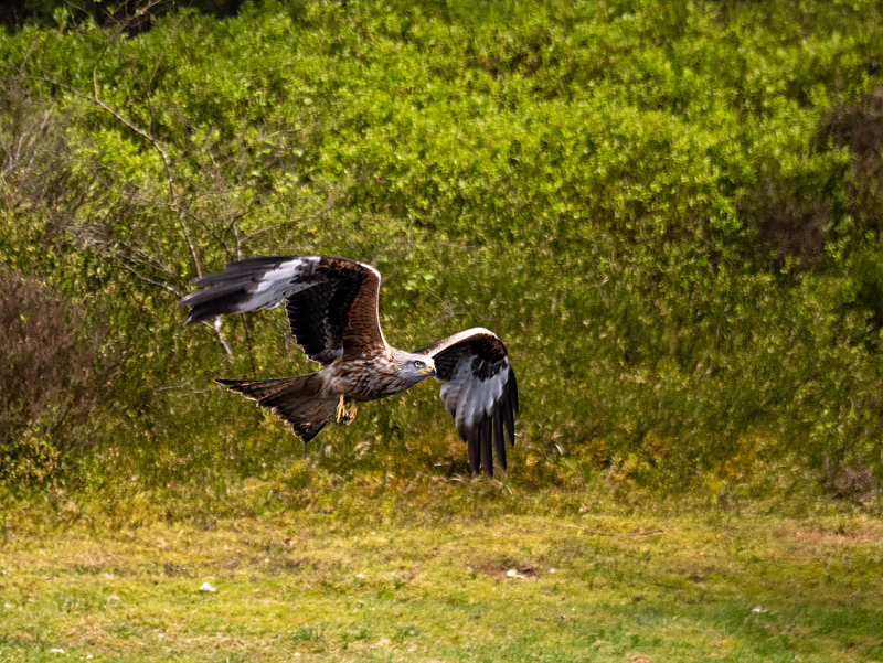 Red Kite - Latest photos