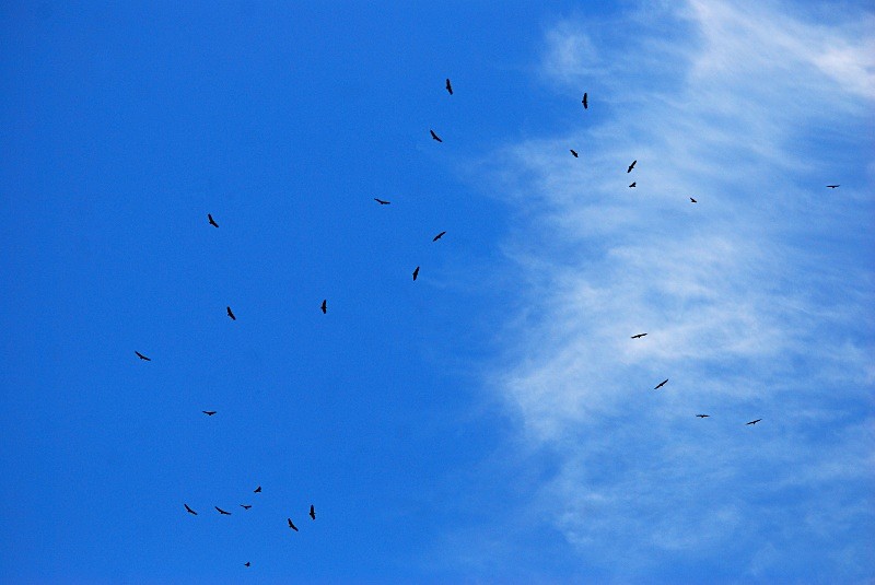Griffon Vultures - South and north west Spain - September 2010