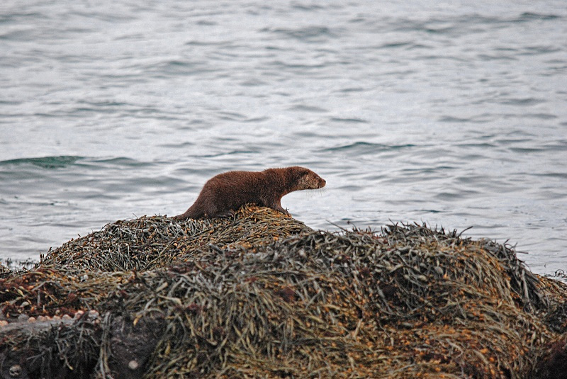 Otter - Otters
