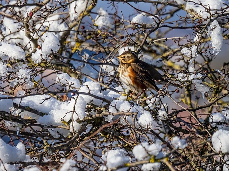 Redwing - Thrushes