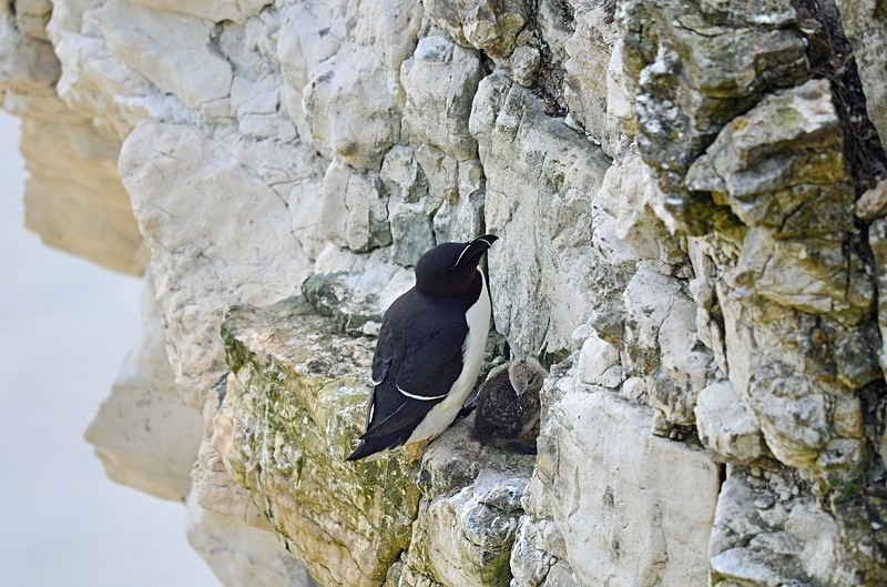 Razorbill - Auks