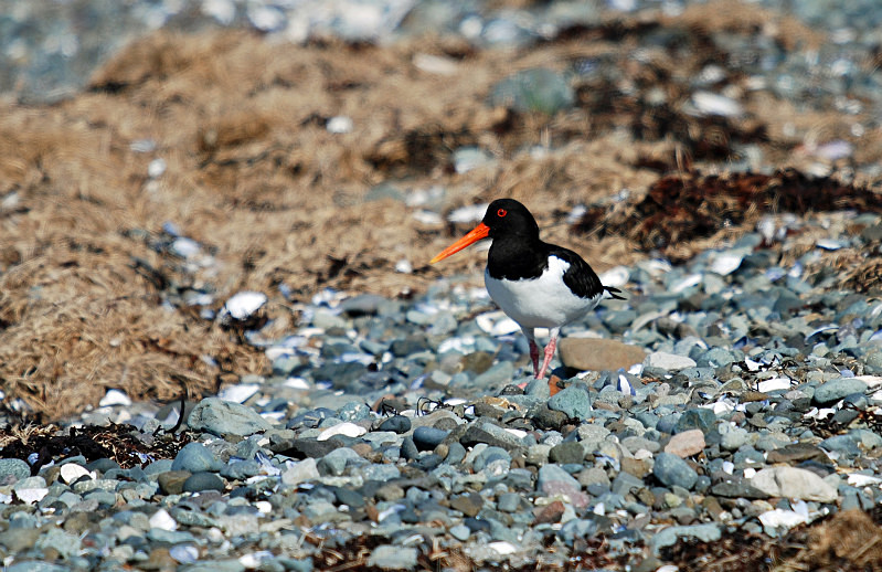 Oystercatcher - Oystercatchers