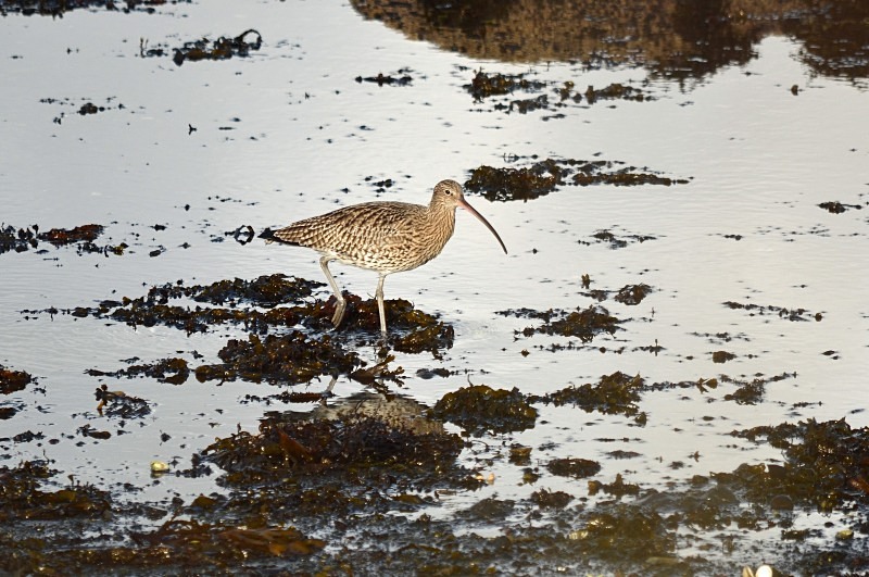 Curlew - Sandpipers