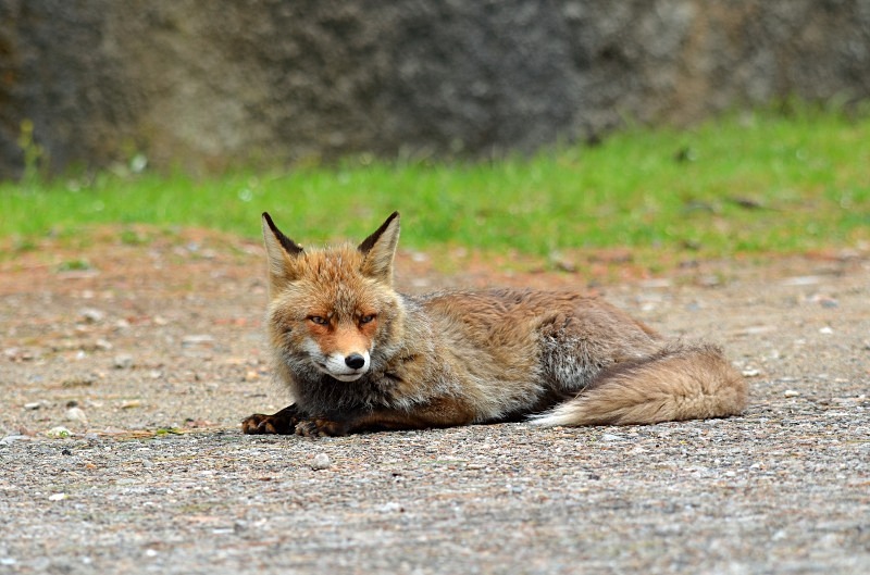 Red Fox - South and west Spain - April and May 2012