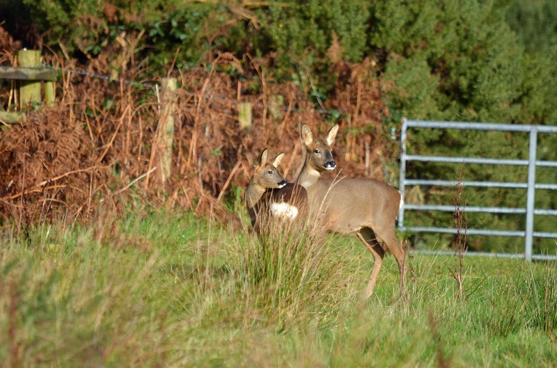Roe Deer - Roe Deer