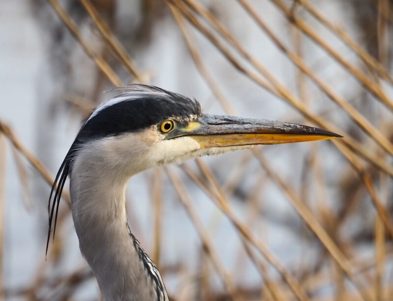 Grey Heron - Herons and egrets