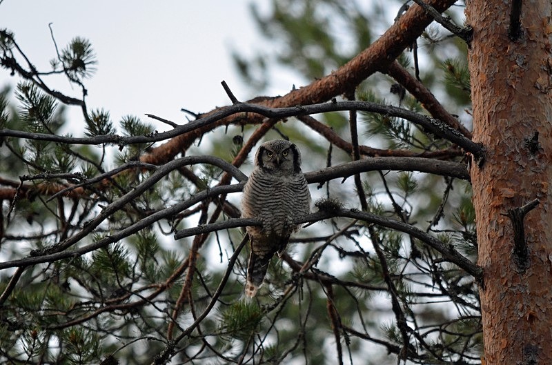 Northern Hawk Owl - North Finland - part 2