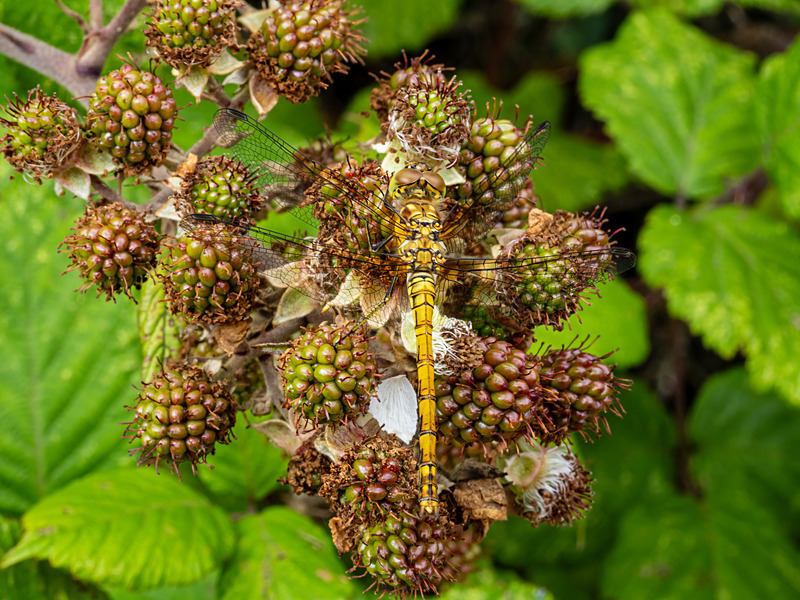 Ruddy Darter - Latest photos