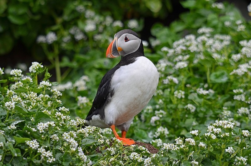 Puffin - North Norway