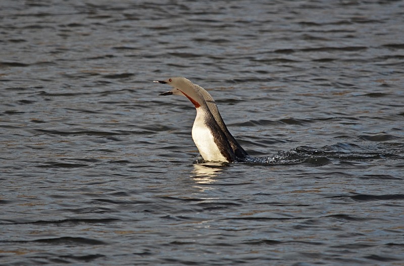 Red-throated Divers - Snæfellsnes peninsula