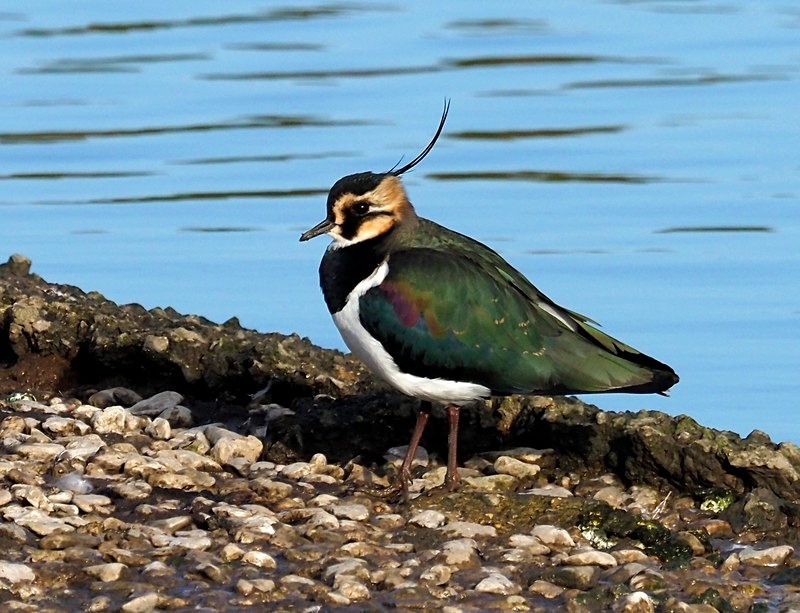 Lapwing - Plovers