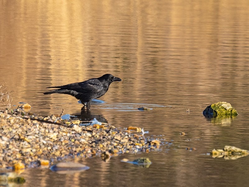Carrion Crow - Crows
