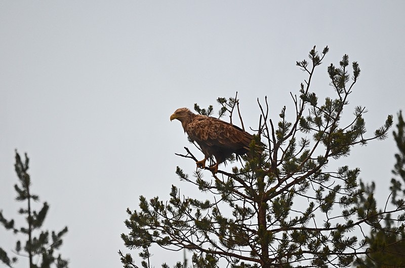 White-tailed Eagle - North Finland - part 2